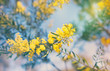 Australian golden yellow spring wattle flowers