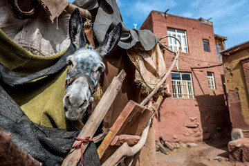 Sticker - donkey in Abyaneh - one of the oldest villages in Iran