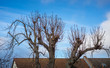 Abstract treetops in front of house rooftops