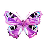 Fototapeta Motyle - butterfly,watercolor,on a white