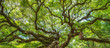canvas print picture - Panorama of branches from the Angel Oak Tree
