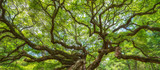 Fototapeta Natura - Panorama of branches from the Angel Oak Tree