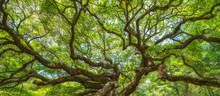 Panorama Of Branches From The Angel Oak Tree