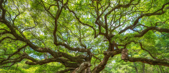 panorama of branches from the angel oak tree