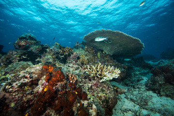 Underwater landscape. Similan islands. Andaman sea. Thailand.