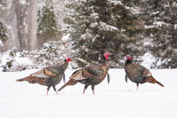 wild turkeys in snow