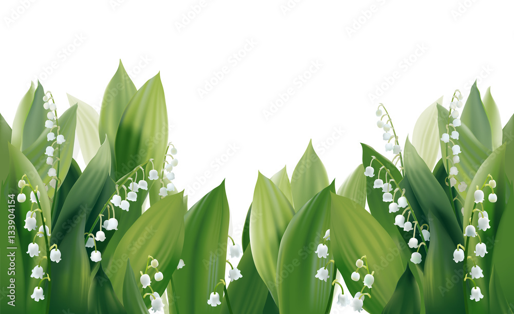 Convallaria majalis - Lilly of the valley.
Hand drawn vector illustration of white spring flowers and lush foliage on white background.
 - obrazy, fototapety, plakaty 
