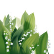 Convallaria majalis - Lilly of the valley.
Hand drawn vector illustration of white spring flowers and lush foliage on white background.
