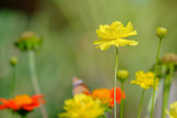 Fototapeta Kosmos - Yellow flower blooming in soft and warm light.