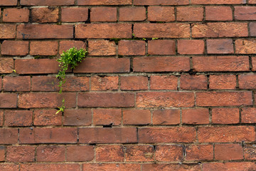 Poster - Red brick wall texture