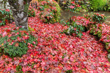 Sticker - Traditional Japanese garden in autumn season