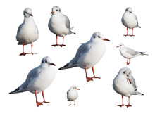 Seagulls Isolated On White Background