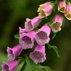 digitalis blooming in the woods