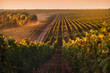 beautiful grape field at sunrise