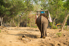 Tame Elephant In Tay Nguyen, Central Highlands Of Vietnam