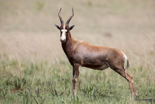 Blesbok Male Standing On Open Grass Plain