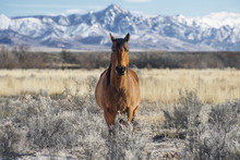 Portrait Of Horse Standing In Field By Mountain During Winter