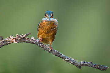 Aufkleber - Kingfisher perched on a branch with a fish in its beak staring forward at the camera