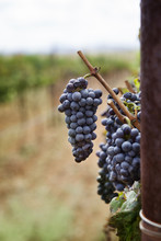 Close-up Of Grapes Growing In Vineyard