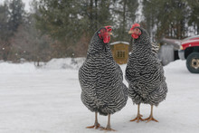 Hens Standing On Snow Covered Field