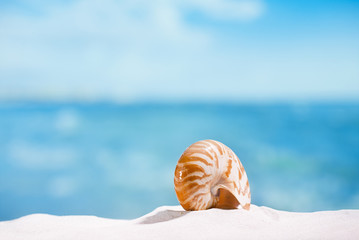 nautilus shell  on white  beach sand and blue seascape backgroun