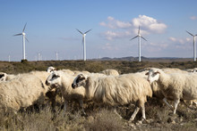 Windmills And Sheep On Wind Farm Against Sky