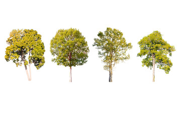 Isolated trees on white background.