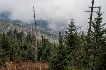 Clingman's Dome, Great Smoky Mountains National Park