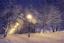 Night Landscape In Winter Park. Light Lights And Falling Snow. Beautiful Background With Night Illumination.