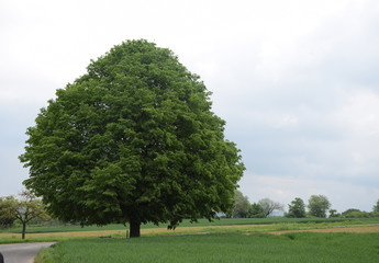 Sticker - Baum bei Großostheim