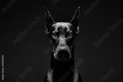 Fotomural Dobermann Porträt Schwarz Weiss