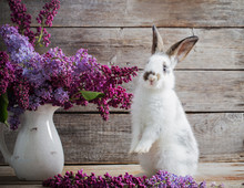Easter Bunny With Lilac On Wooden Background