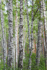  Birch tree forest