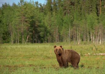 Wall Mural - young brown bear (ursus arctos) walking in the bog on a summer evening