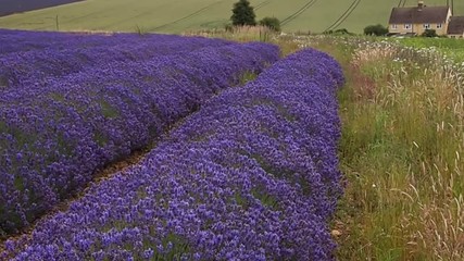 Sticker - lavender fields