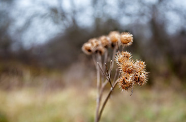 Poster - stem dried high grass in autumn