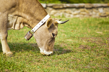 Cow and in meadow eating