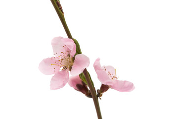 Cherry blossom, sakura flowers isolated