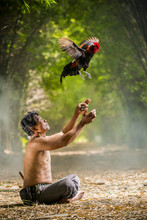 Thai Farmer Practice His Rooster, Throw It In The Air.