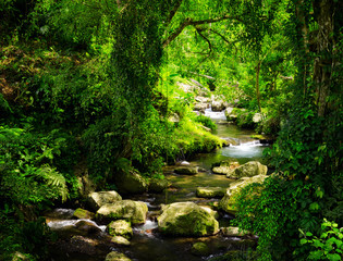 Poster - Stream through tropical forest