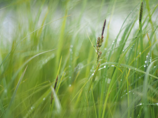 Canvas Print - drops on grass