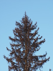 Canvas Print - Spruce in the snow