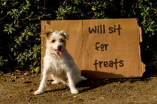 Homeless Jack Russell Terrier Dog With Cardboard Sign That Says Will Sit For Treats.