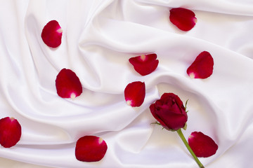 Wall Mural - red rose on white cloth