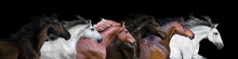 Six Horses Portraits Isolated On A Black Background