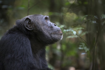 portrait of free wild chimpanzee