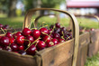 Basked of fresh cherries outside  on a farm in a basket