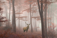 Beautiful Image Of Red Deer Stag In Foggy Autumn Colorful Forest