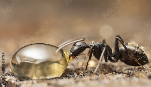 Zdjęcie XXL duże mrówki leśne na starym drewnie
