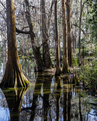 Bald Cypress 2